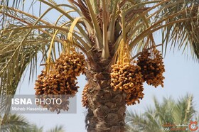 پیش‌بینی‌ برداشت ۳۵ هزار تن خرما در شهرستان کارون