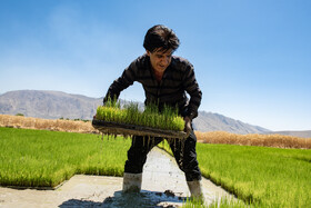 خزانه داری و نشای برنج در استان فارس