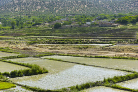 خزانه داری و نشای برنج در استان فارس