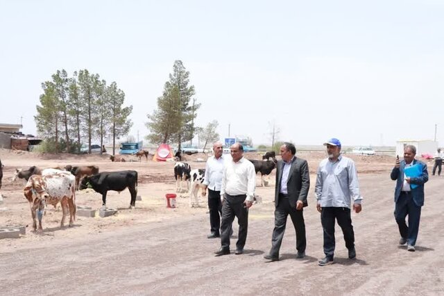 کشتارگاه رفسنجان در روز عید قربان دایر است