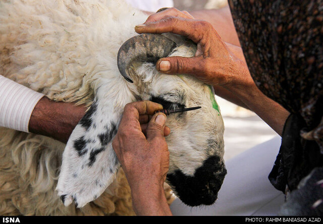 از آرایش گوسفند قربانی تا تابسواری به نیت پاک شدن گناهان