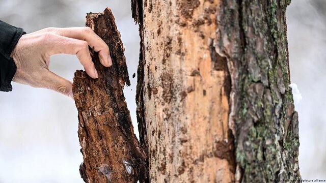 وضعیت بدِ ۸۰ درصد از زیستگاههای طبیعی در اروپا؛ طرح بازسازی طبیعت چیست؟