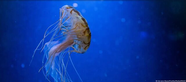 وضعیت بدِ ۸۰ درصد از زیستگاههای طبیعی در اروپا؛ طرح بازسازی طبیعت چیست؟