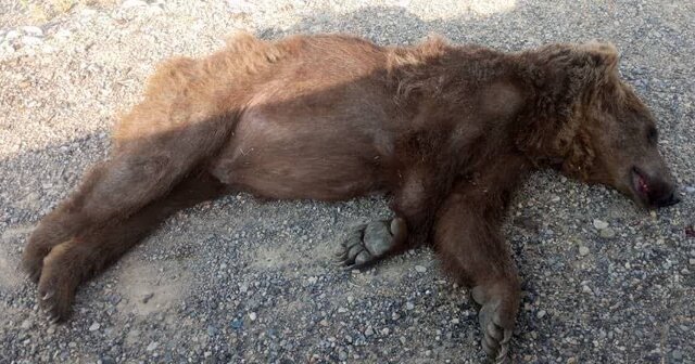 بازداشت مالک اسلحه شکارچی خرس در کجور