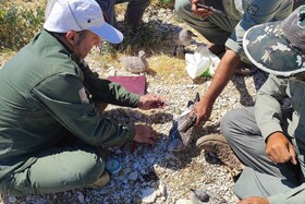 آغاز حلقه گذاری پرندگان در زیستگاه‌های آذربایجان غربی