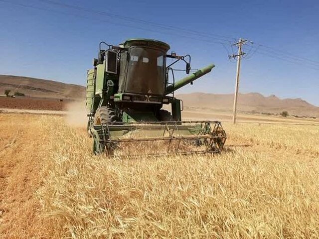 افزایش سه برابری کلزا و جو در گلستان افزایش سه برابری کلزا و جو در گلستان