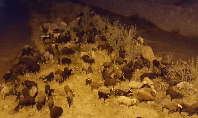 عکس تزئینی ست نجات گله ۴۰۰ راسی دام از سیلاب در آرادان