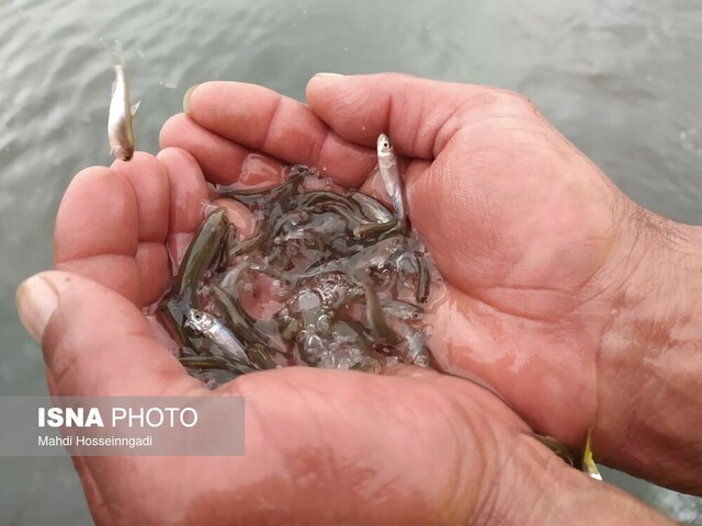 رهاسازی یک میلیون و ۴۰۰ هزار قطعه بچه ماهی سفید در آستارا + تصاویر