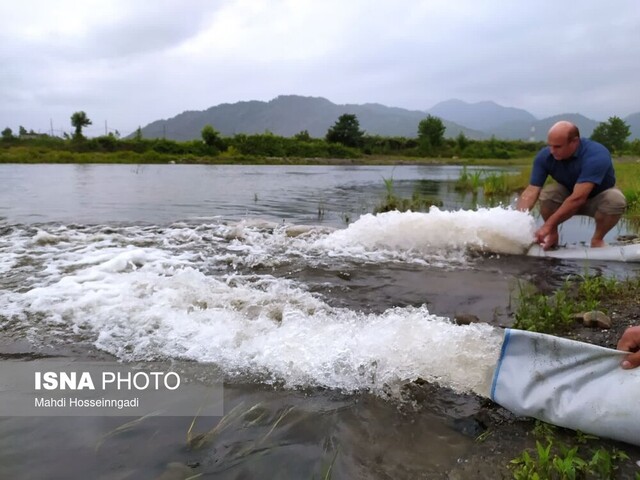 رهاسازی یک میلیون و ۴۰۰ هزار قطعه بچه ماهی سفید در آستارا + تصاویر