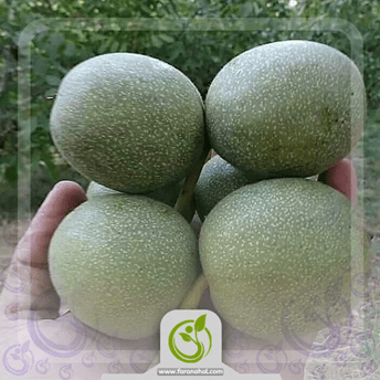 چه نهال گردویی بخریم/ کدام نوع برای ما خوب است