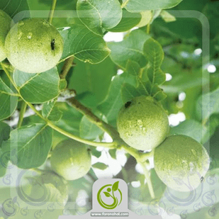 چه نهال گردویی بخریم/ کدام نوع برای ما خوب است