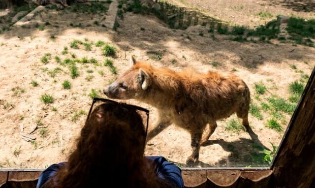 زنی در پارک حیات‌وحش نزدیک پاریس مورد حمله گرگ‌ها قرار گرفت
