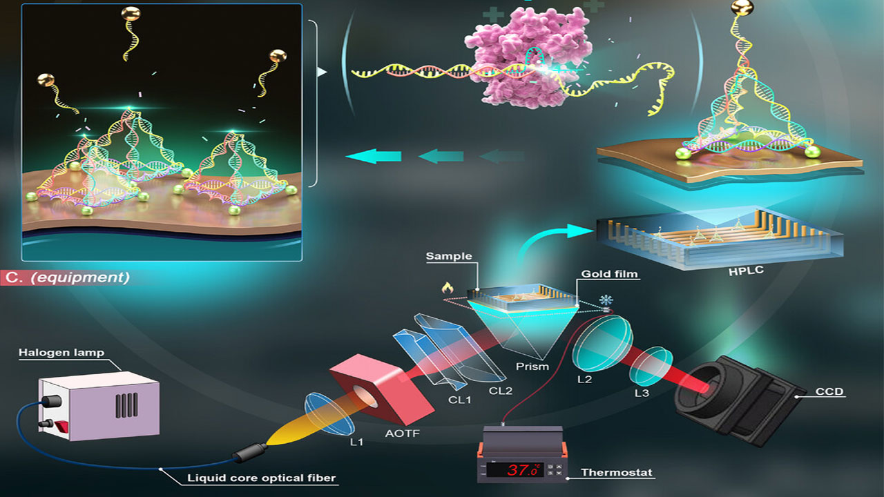 یک شکارچی دقیق و حساس برای گیرانداختن DNA سرطان ساخته شد