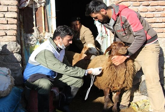 آغاز عملیات واکسیناسیون تب برفکی در جمعیت دامی استان اردبیل