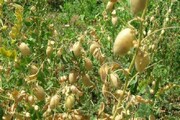 کشت پاییزه نخود و عدس در خراسان شمالی در حال توسعه است
