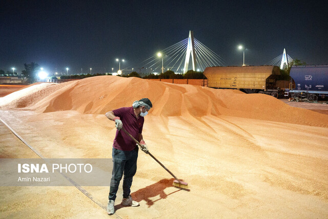 خرید گندم مازاد بر نیاز کشاورزان لرستان از مرز ۳۰۰ هزار تن گذشت خرید گندم مازاد بر نیاز کشاورزان لرستان از مرز ۳۰۰ هزار تن گذشت