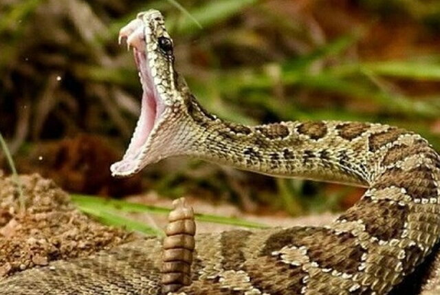 افعی جعفری تفاهمنامه تکثیر و پرورش در اسارت مارهای زهرآگین به امضا رسید