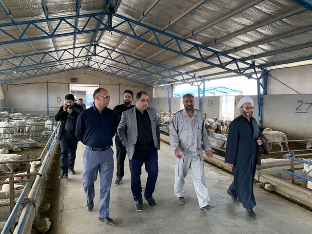 مجتمع دامداری اوقاف، مسئله تولید گوشت استان کرمان را حل میکند مجتمع دامداری اوقاف، مسئله تولید گوشت استان کرمان را حل میکند
