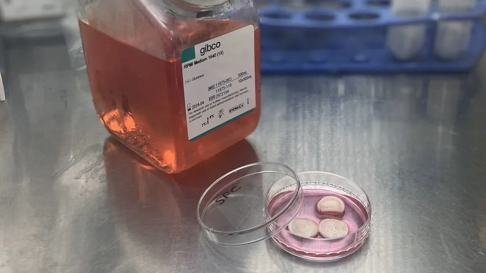 این ژله صورتی میتواند صنعت گوشت را متحول کند