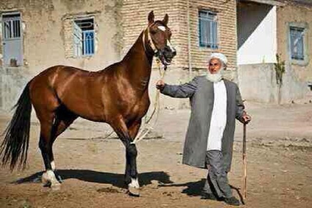 اسبهای خراسان شمالی بالاخره برای استان نام آوری می کنند؟