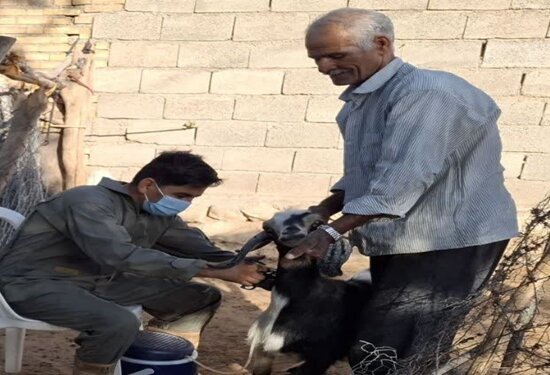 مایه‌کوبی ۳۴۰ هزار رأس دام علیه بیماری طاعون نشخوارکنندگان در دهلران