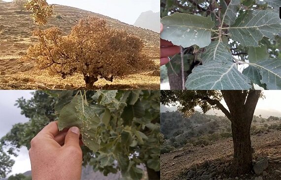 شدت تخریب در کانون‌های طغیان برگخواران بلوط جنگل‌های لرستان بین ۵۰ تا ۱۰۰ درصد است