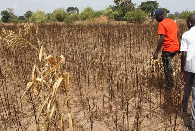 عکس تزئینی است پیشبینی گرمای بیشتر از حد معمول در منطقه شاخ آفریقا
