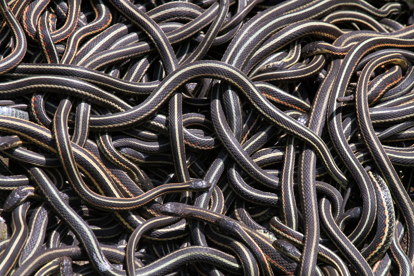 کشف فسیل گونه جدیدی از مارها، اجتماعی بودن آنها را نشان میدهد