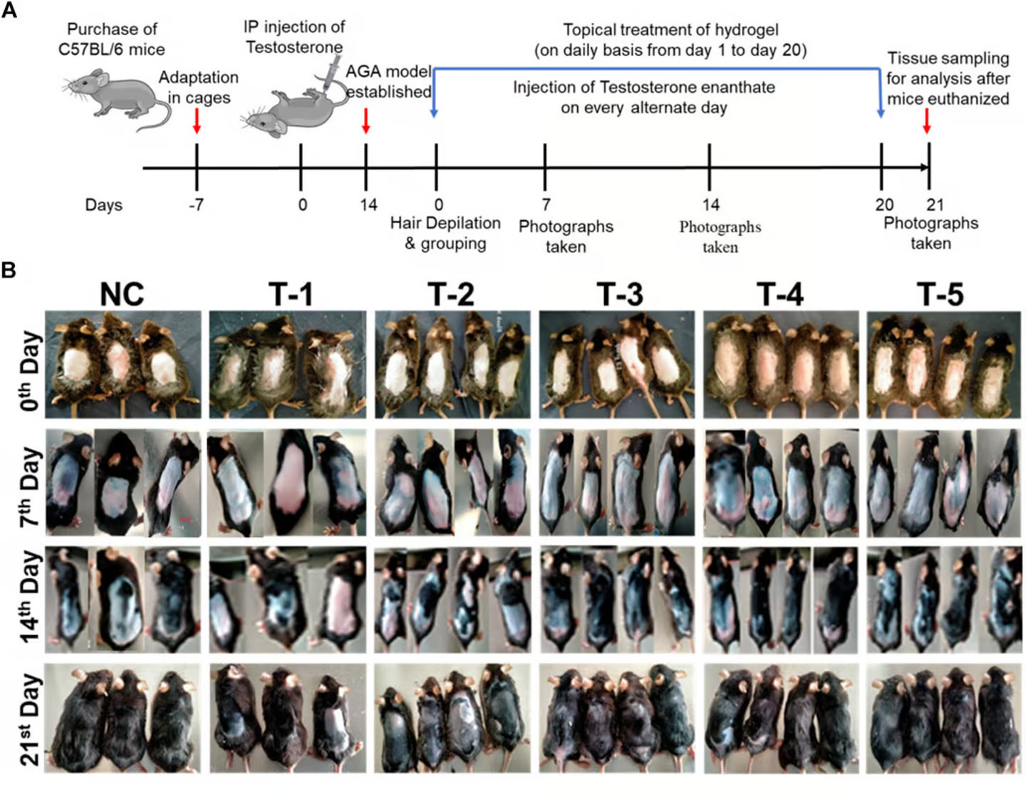 یک قند طبیعی به نور امیدی برای درمان طاسی تبدیل میشود