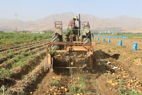 برداشت سیب زمینی در روستاهای اطراف شهرستان بهار - همدان