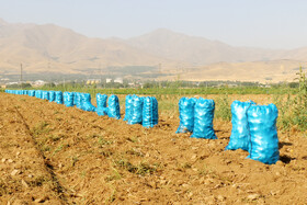 برداشت سیب زمینی در روستاهای اطراف شهرستان بهار - همدان