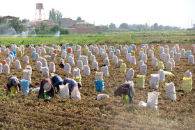 برداشت سیب زمینی در روستاهای اطراف شهرستان بهار - همدان