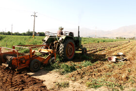 برداشت سیب زمینی در روستاهای اطراف شهرستان بهار - همدان