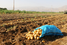 برداشت سیب زمینی در روستاهای اطراف شهرستان بهار - همدان