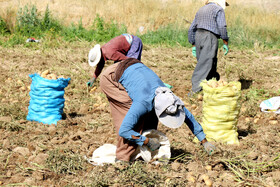 برداشت سیب زمینی در روستاهای اطراف شهرستان بهار - همدان