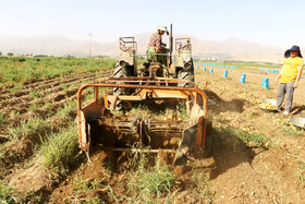 برداشت سیب زمینی در روستاهای اطراف شهرستان بهار - همدان