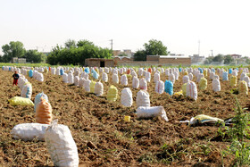 برداشت سیب زمینی در روستاهای اطراف شهرستان بهار - همدان