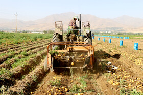 برداشت سیب زمینی در روستاهای اطراف شهرستان بهار - همدان