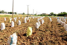 برداشت سیب زمینی در روستاهای اطراف شهرستان بهار - همدان