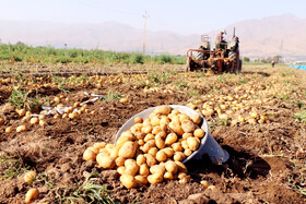 برداشت سیب زمینی در روستاهای اطراف شهرستان بهار - همدان