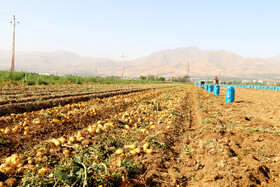 برداشت سیب زمینی در روستاهای اطراف شهرستان بهار - همدان