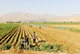 برداشت سیب زمینی در روستاهای اطراف شهرستان بهار - همدان