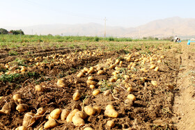 برداشت سیب زمینی در روستاهای اطراف شهرستان بهار - همدان