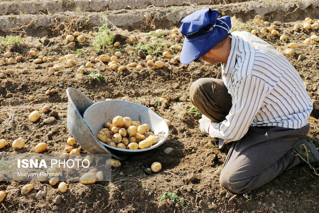 سیب زمینی گلستان باز هم به کف قیمت رسید/ کشاورزان بر آستان ورشکستگی
