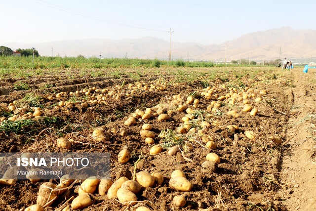 امحای ۳۰۰ تُن سیبزمینی آلوده در همدان امحای ۳۰۰ تُن سیبزمینی آلوده در همدان