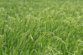 خوشه دهی ۷۵ درصدی شالیزارهای گیلان / ورس و بلاست در کمین برنج‌ها