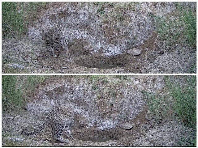 مشاهده و تصویربرداری از یک قلاده توله پلنگ در دماوند مشاهده و تصویربرداری از یک قلاده توله پلنگ در دماوند