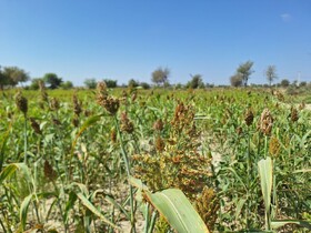 برگزاری سرشماری جدید کشاورزی استان تهران در آبان ماه/ تولید ناخالص ۷ درصد از محصولات کشاورزی کشور در تهران