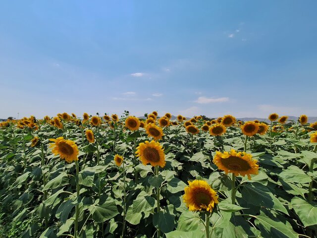 انتقاد رئیس جهاد کشاورزی خوی از واردات بیرویه تخمه آجیلی