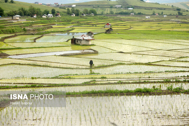 ۷۸۰۰ هکتار شخم و شیار اولیه برای کشت برنج در نور آماده شد ۷۸۰۰ هکتار شخم و شیار اولیه برای کشت برنج در نور آماده شد
